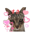 漁協の猫と家の猫ちゃんたちでごわす（個別スタンプ：23）