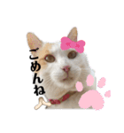 漁協の猫と家の猫ちゃんたちでごわす（個別スタンプ：25）