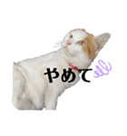 漁協の猫と家の猫ちゃんたちでごわす（個別スタンプ：29）