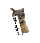 漁協の猫と家の猫ちゃんたちでごわす（個別スタンプ：30）