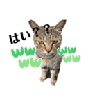 漁協の猫と家の猫ちゃんたちでごわす（個別スタンプ：31）