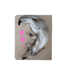 まめ太郎Life part3（個別スタンプ：4）