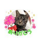 茎たんスタンプ（個別スタンプ：16）