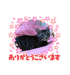 茎たんスタンプ（個別スタンプ：20）