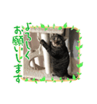 茎たんスタンプ（個別スタンプ：24）
