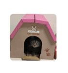茎たんスタンプ（個別スタンプ：39）
