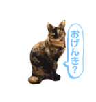 ねこどんず3（個別スタンプ：2）