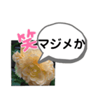 たけしのスタンプ その27（個別スタンプ：3）