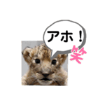 たけしのスタンプ その27（個別スタンプ：4）