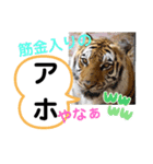 たけしのスタンプ その27（個別スタンプ：5）