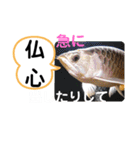 たけしのスタンプ その27（個別スタンプ：9）