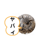 たけしのスタンプ その27（個別スタンプ：15）