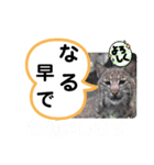 たけしのスタンプ その27（個別スタンプ：16）