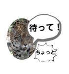 たけしのスタンプ その27（個別スタンプ：17）