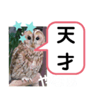 たけしのスタンプ その27（個別スタンプ：22）