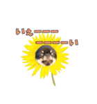 真顔のくースタンプ（個別スタンプ：9）
