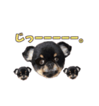 真顔のくースタンプ（個別スタンプ：10）