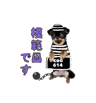 真顔のくースタンプ（個別スタンプ：25）