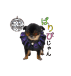 真顔のくースタンプ（個別スタンプ：29）