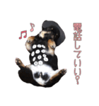 真顔のくースタンプ（個別スタンプ：30）