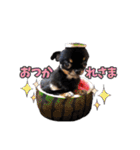 真顔のくースタンプ（個別スタンプ：35）