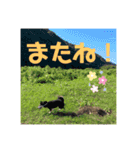 江籠家の動物＋外部委託（個別スタンプ：12）