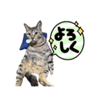 茶トラ、キジトラ(ておちゃい)（個別スタンプ：3）