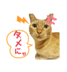 茶トラ、キジトラ(ておちゃい)（個別スタンプ：6）