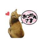 茶トラ、キジトラ(ておちゃい)（個別スタンプ：8）