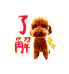 ぼくはトイプードルのルーク2（個別スタンプ：9）