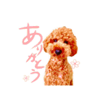 ぼくはトイプードルのルーク2（個別スタンプ：10）
