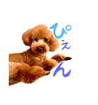 ぼくはトイプードルのルーク2（個別スタンプ：12）
