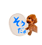 ぼくはトイプードルのルーク2（個別スタンプ：21）