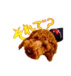 ぼくはトイプードルのルーク2（個別スタンプ：24）