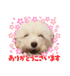 かねねんのうめ吉くん④（個別スタンプ：4）