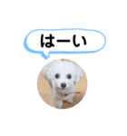 かねねんのうめ吉くん④（個別スタンプ：11）