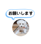 かねねんのうめ吉くん④（個別スタンプ：12）