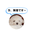 かねねんのうめ吉くん④（個別スタンプ：34）