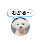 かねねんのうめ吉くん④（個別スタンプ：38）
