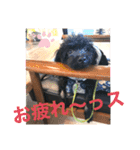 黒プー吉右衛門さん日常スタンプ（個別スタンプ：1）