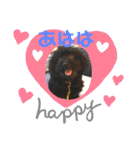 黒プー吉右衛門さん日常スタンプ（個別スタンプ：6）