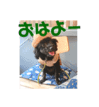 黒プー吉右衛門さん日常スタンプ（個別スタンプ：7）
