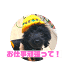 黒プー吉右衛門さん日常スタンプ（個別スタンプ：14）