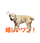 ラブラドール、アキラのスタンプ（個別スタンプ：5）