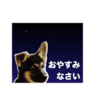 動く！高橋さんちの子犬ジョン（個別スタンプ：16）