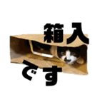 はなちゃんスタンプだにゃ（個別スタンプ：3）