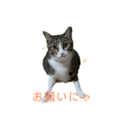 カワイイ！使いやすい！ねこのスタンプ（個別スタンプ：1）