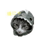 カワイイ！使いやすい！ねこのスタンプ（個別スタンプ：3）