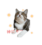 カワイイ！使いやすい！ねこのスタンプ（個別スタンプ：4）