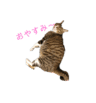 カワイイ！使いやすい！ねこのスタンプ（個別スタンプ：7）